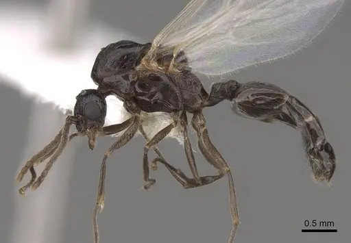 Crematogaster hespera specimen CASENT0843685 image casent0843685_3