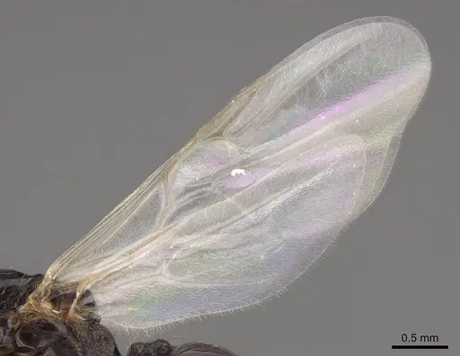 Crematogaster hespera specimen CASENT0843685 image casent0843685_4