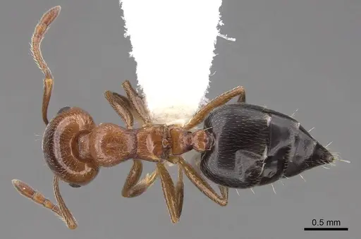 Crematogaster hespera specimen CASENT0922730 image casent0922730_1