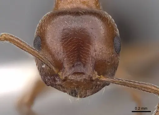 Crematogaster hespera specimen CASENT0922730 image casent0922730_2