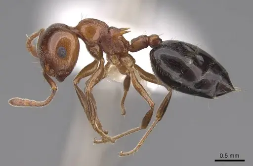 Crematogaster hespera specimen CASENT0922730 image casent0922730_3