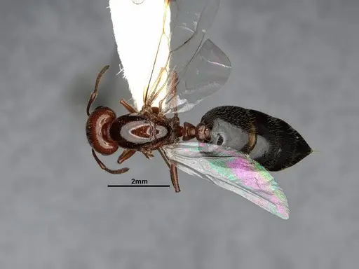 Crematogaster hespera specimen CASENT4031315 image casent4031315_1