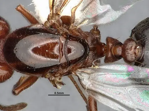 Crematogaster hespera specimen CASENT4031315 image casent4031315_2