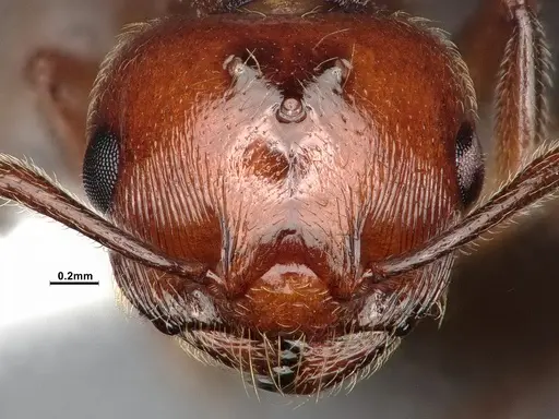 Crematogaster hespera specimen CASENT4031315 image casent4031315_3