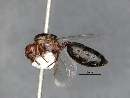 Crematogaster hespera specimen CASENT4031315 image casent4031315_4