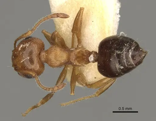 Crematogaster hespera specimen USNMENT00529501 image usnment00529501_1