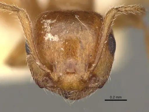 Crematogaster hespera specimen USNMENT00529501 image usnment00529501_2