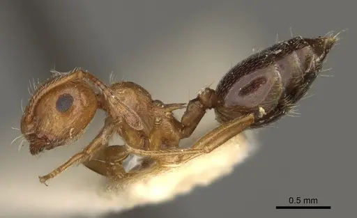 Crematogaster hespera specimen USNMENT00529501 image usnment00529501_3