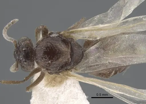 Crematogaster hezaradjatica specimen CASENT0917208 image casent0917208_1