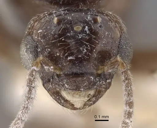 Crematogaster hezaradjatica specimen CASENT0917208 image casent0917208_2