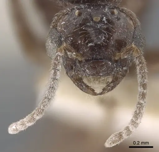 Crematogaster hezaradjatica specimen CASENT0917208 image casent0917208_3