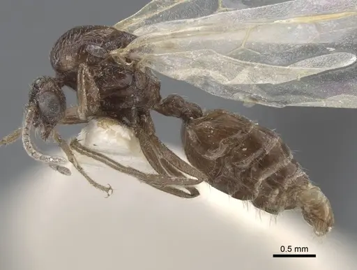 Crematogaster hezaradjatica specimen CASENT0917208 image casent0917208_4