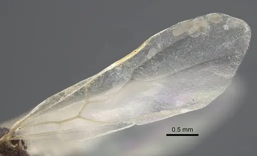 Crematogaster hezaradjatica specimen CASENT0917208 image casent0917208_5