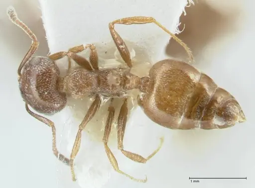 Crematogaster hezaradjatica specimen FOCOL1796-1 image focol1796-1_1