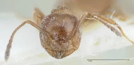 Crematogaster hezaradjatica specimen FOCOL1796-1 image focol1796-1_2