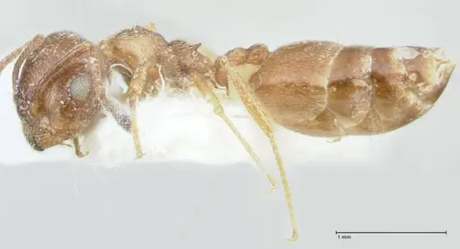 Crematogaster hezaradjatica specimen FOCOL1796-1 image focol1796-1_3