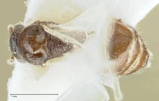 Crematogaster hezaradjatica specimen FOCOL1796-2 image focol1796-2_1