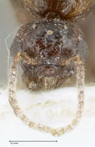 Crematogaster hezaradjatica specimen FOCOL1796-2 image focol1796-2_2