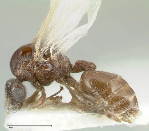 Crematogaster hezaradjatica specimen FOCOL1796-2 image focol1796-2_3