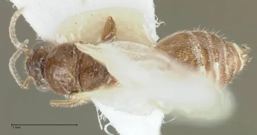 Crematogaster hezaradjatica specimen FOCOL1796-3 image focol1796-3_1