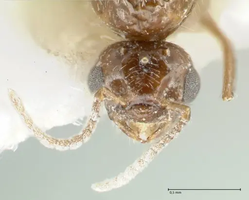 Crematogaster hezaradjatica specimen FOCOL1796-3 image focol1796-3_2