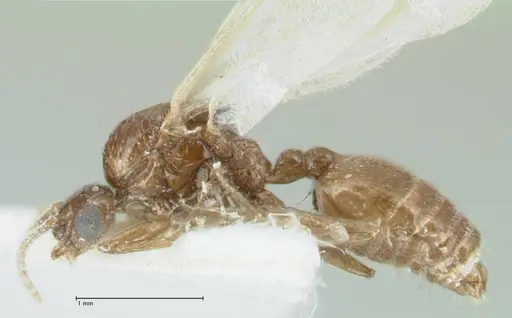 Crematogaster hezaradjatica specimen FOCOL1796-3 image focol1796-3_3