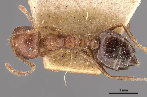 Crematogaster himalayana specimen CASENT0908582 image casent0908582_1
