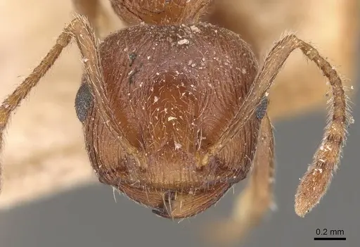 Crematogaster himalayana specimen CASENT0908582 image casent0908582_2