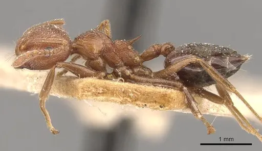 Crematogaster himalayana specimen CASENT0908582 image casent0908582_3
