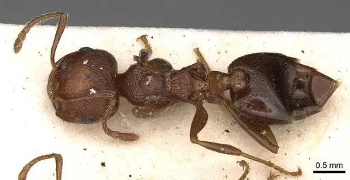 Crematogaster himalayana specimen CASENT0914076 image casent0914076_1