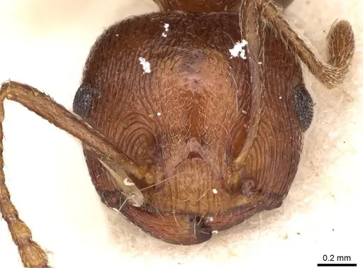 Crematogaster himalayana specimen CASENT0914076 image casent0914076_2