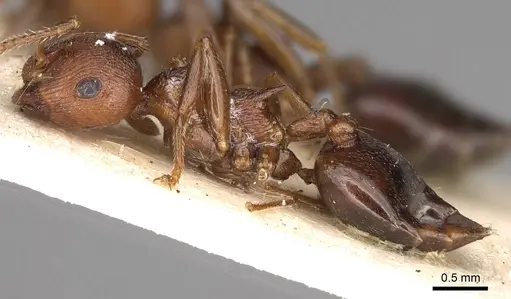 Crematogaster himalayana specimen CASENT0914076 image casent0914076_3