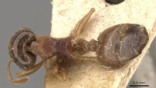 Crematogaster hodgsoni specimen CASENT0908583 image casent0908583_1