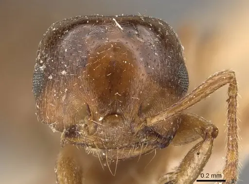 Crematogaster hodgsoni specimen CASENT0908583 image casent0908583_2