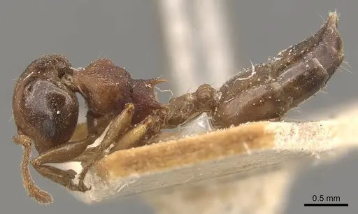 Crematogaster hodgsoni specimen CASENT0908583 image casent0908583_3