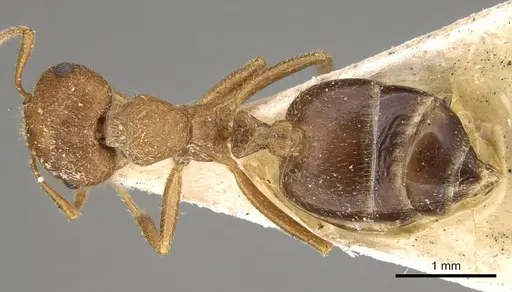 Crematogaster hodgsoni specimen CASENT0914074 image casent0914074_1