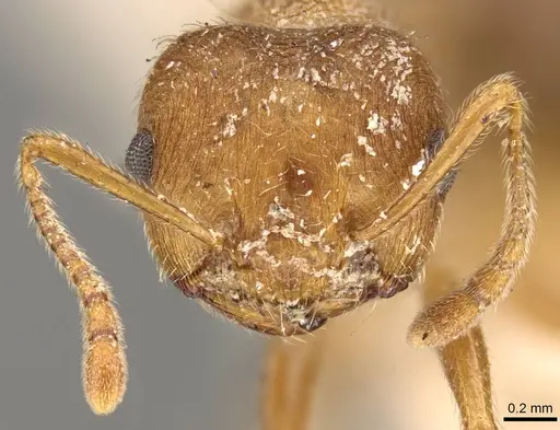 Crematogaster hodgsoni specimen CASENT0914074 image casent0914074_2
