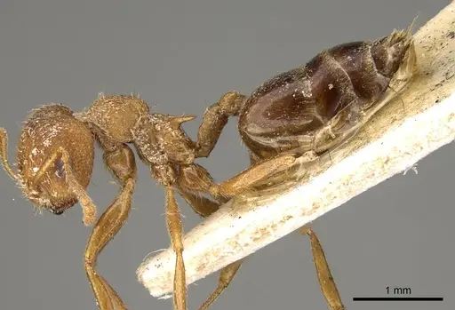 Crematogaster hodgsoni specimen CASENT0914074 image casent0914074_3