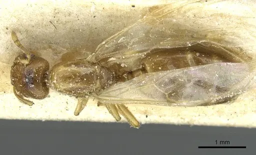 Crematogaster homeri specimen CASENT0912680 image casent0912680_1