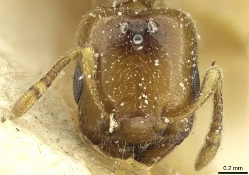 Crematogaster homeri specimen CASENT0912680 image casent0912680_2