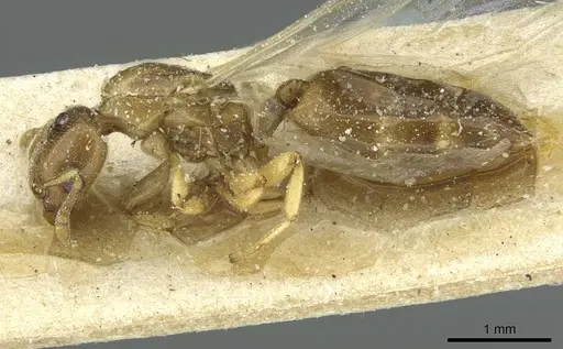 Crematogaster homeri specimen CASENT0912680 image casent0912680_3