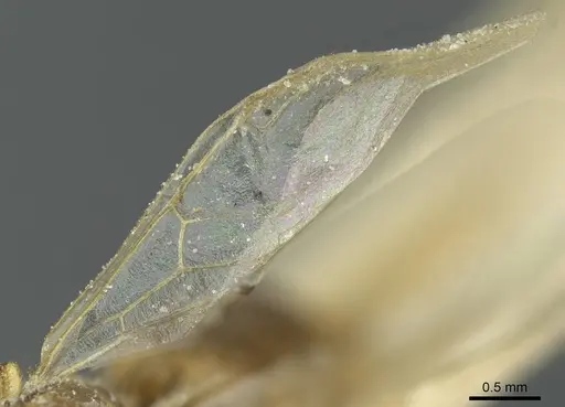 Crematogaster homeri specimen CASENT0912680 image casent0912680_4