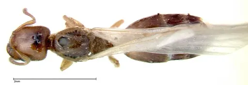 Crematogaster homeri specimen FOCOL0266 image focol0266_1