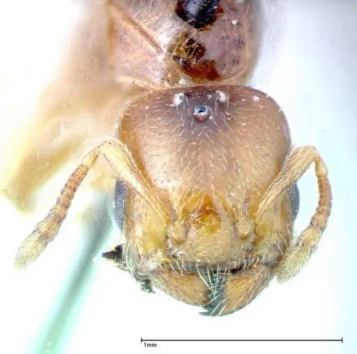 Crematogaster homeri specimen FOCOL0266 image focol0266_2