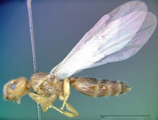 Crematogaster homeri specimen FOCOL0266 image focol0266_3