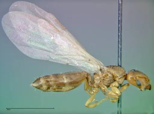 Crematogaster homeri specimen FOCOL0266 image focol0266_4