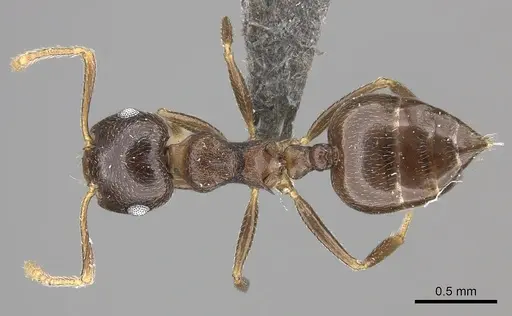 Crematogaster hottentota specimen CASENT0235873 image casent0235873_1