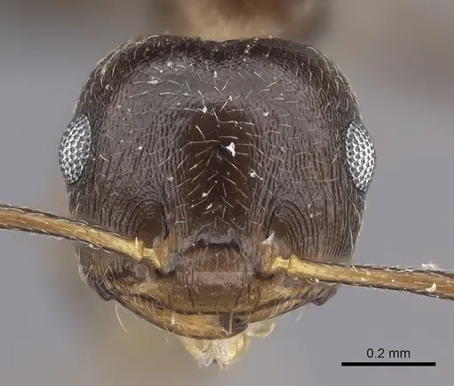 Crematogaster hottentota specimen CASENT0235873 image casent0235873_2