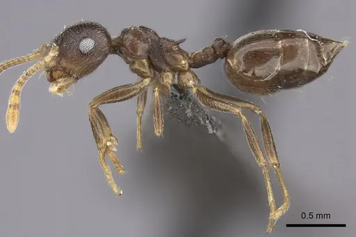 Crematogaster hottentota specimen CASENT0235873 image casent0235873_3