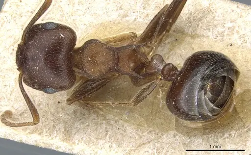 Crematogaster hottentota specimen CASENT0904480 image casent0904480_1